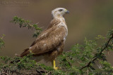 Long-legged Buzzard (Buteo rufinus)