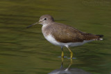 Green Sandpiper (Tringa ochropus)