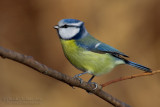 Blue Tit (Cyanistes caeruleus)