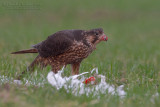 Peregrine (Falco peregrinus ssp brookei)