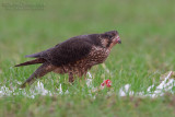 Peregrine (Falco peregrinus ssp brookei)