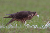 Peregrine (Falco peregrinus ssp brookei)