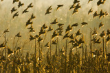 Common Starling (Sturnus vulgaris)