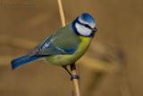 Blue Tit (Cyanistes caeruleus)