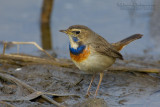 Bluethroat (Luscinia luscinia ssp cyanecula)