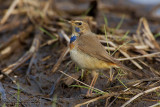 Bluethroat (Luscinia luscinia ssp cyanecula)