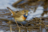 Bluethroat (Luscinia luscinia ssp cyanecula)