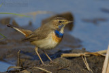 Bluethroat (Luscinia luscinia ssp cyanecula)