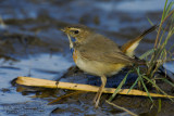 Bluethroat (Luscinia luscinia ssp cyanecula)