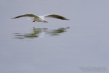 Common Black-headed Gull (Chroicocephalus ridibundus)