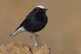 White-crowned Black Wheatear (Oenanthe leucopyga)