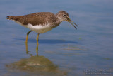 Green Sandpiper (Tringa ochropus)