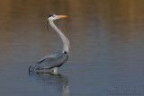 Grey Heron (Ardea cinerea)