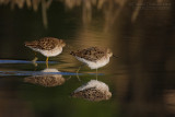 Ruff (Philomachus pugnax)