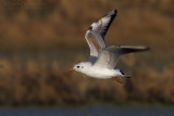 Common Black-headed Gull (Chroicocephalus ridibundus)