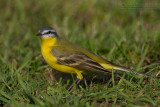 Probable Channel Blue-headed Yellow Wagtail (Motacilla flava hybrid)
