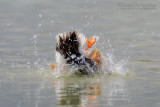 Northern Shoveler (Anas clypeata)