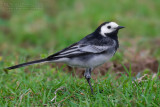 Pied Wagtail (Motacilla alba ssp yarrellii)