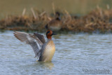 Common Teal (Anas crecca)