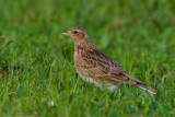 Skylark (Alauda arvensis)