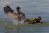 Common Moorhen (Gallinula chloropus)