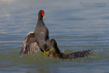 Common Moorhen (Gallinula chloropus)