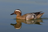 Garganey (Anas querquedula)