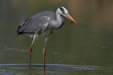 Grey Heron (Ardea cinerea)