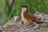 Senegal Coucal (Centropus senegalensis)