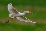 Cattle Egret (Bubulcus ibis)