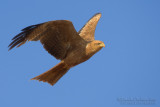 Yellow-billed Kite (Milvus aegyptius)