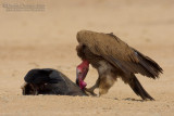 Lapped-faced Vulture (Torgos tracheliotus)
