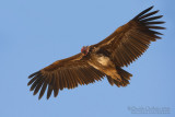 Lapped-faced Vulture (Torgos tracheliotus)