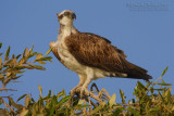 Osprey (Falco pescatore)