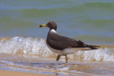 Sooty Gull (Larus hemprichii)