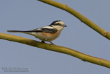 Masked Shrike (Lanius nubicus)