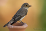 Spotted Flycatcher (Muscicapa striata)