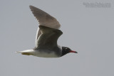 White-eyed Gull (Larus leucophtalmus)