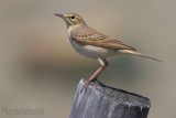 Tawny Pipit (Anthus campestris)