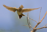 Skylark (Alauda arvensis)