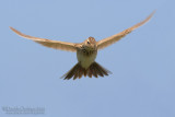 Skylark (Alauda arvensis)