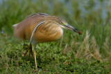 Squacco Heron (Ardeola ralloides)