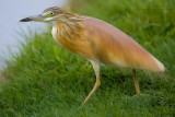 Squacco Heron (Ardeola ralloides)