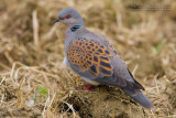 Turtle Dove (Streptopelia turtur)