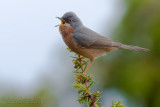 Moltonis Warbler (Sylvia subalpina)