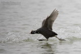 Eurasian Coot (Fulica atra)