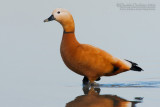 Ruddy Shelduck (Tadorna ferruginea)
