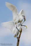 Little Egret (Egretta garzetta)