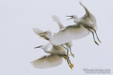 Little Egret (Egretta garzetta)