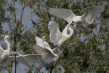 Little Egret (Egretta garzetta)